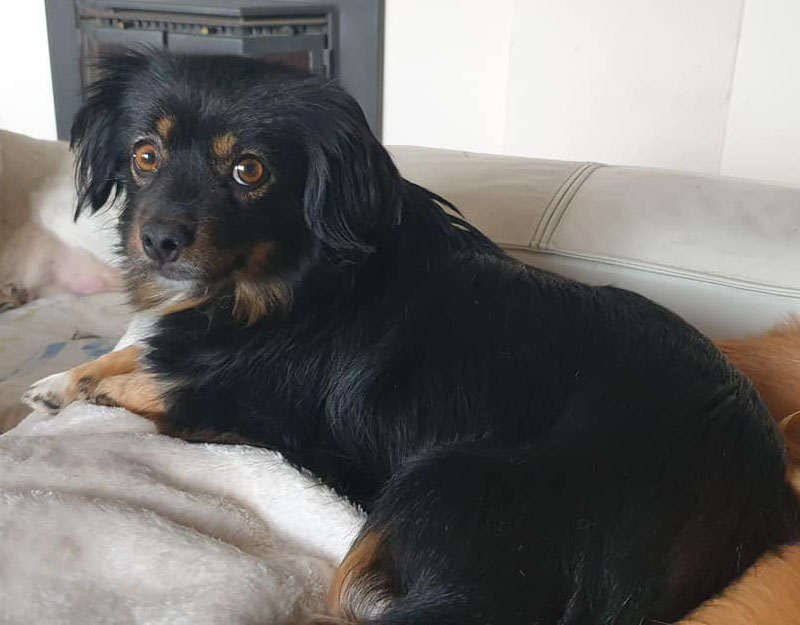 Maja