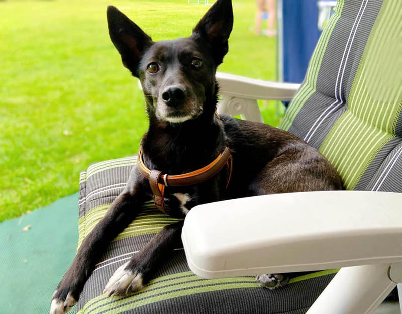 herplaatsing kleine hond