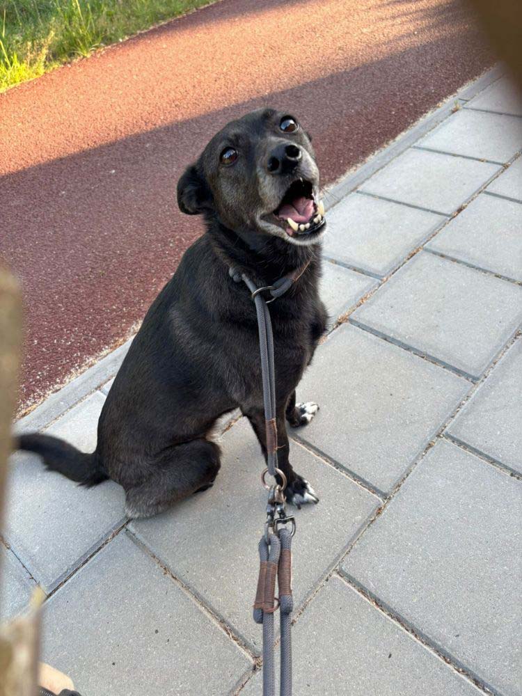 herplaatsing oudere hond