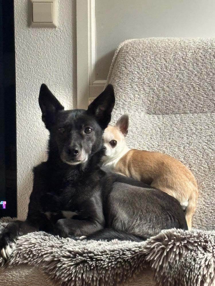 senior hondje adopteren