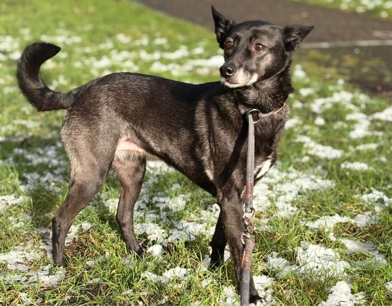 herplaatsing kleine hond senior hondje adopteren