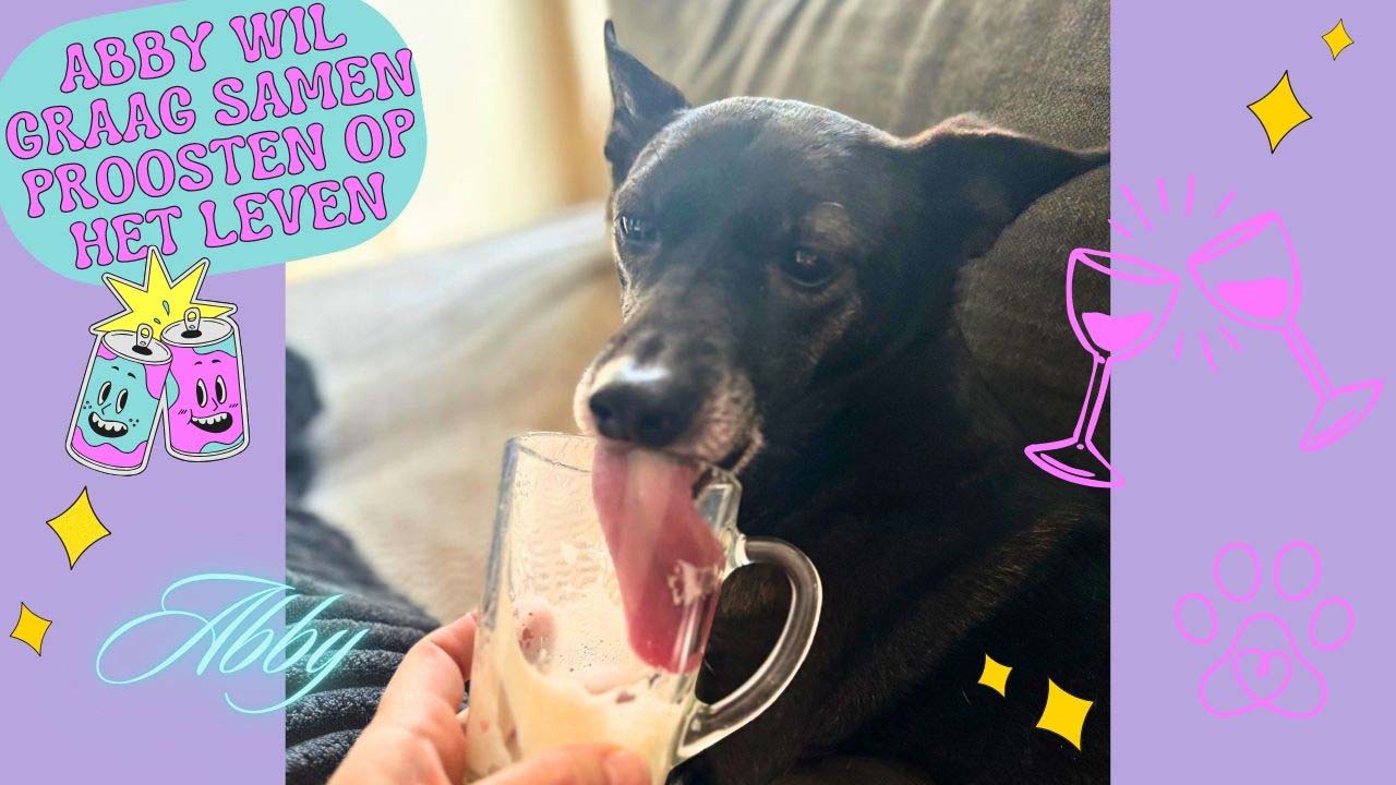 oudere hond adopteren