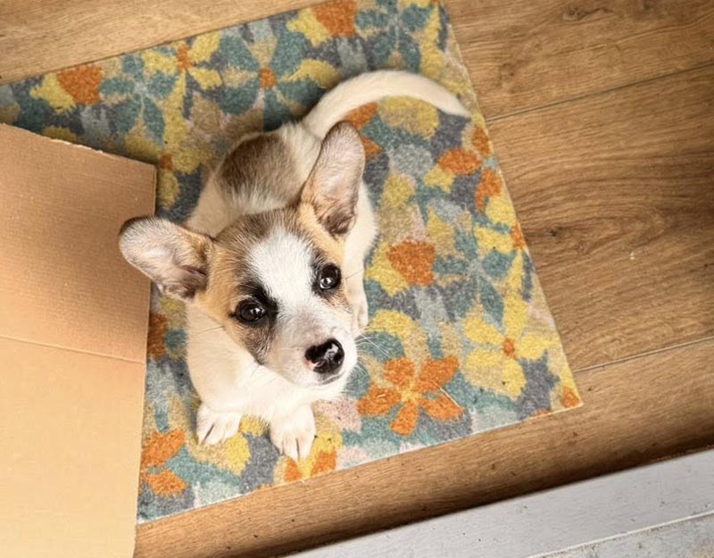 klein hondje pup adopteren