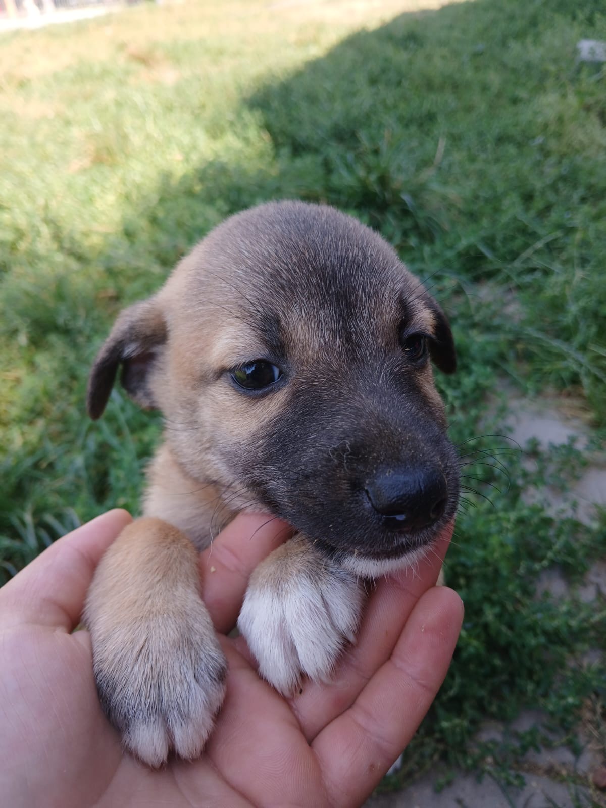 angie als jonge puppy gevonden