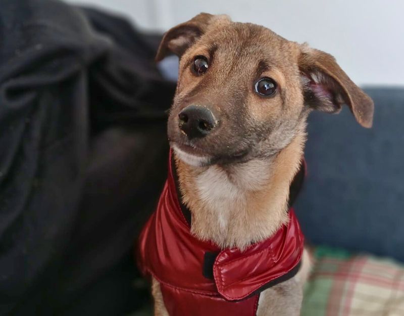 roemeense hond adopteren