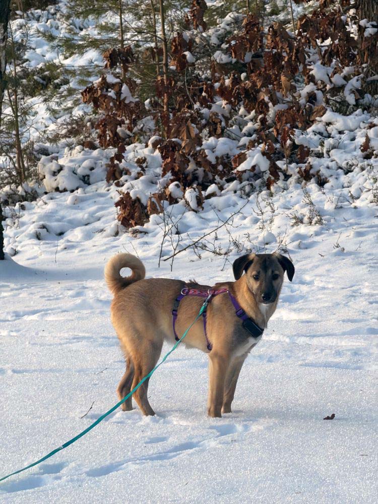 teefje hond adopteren i nederland