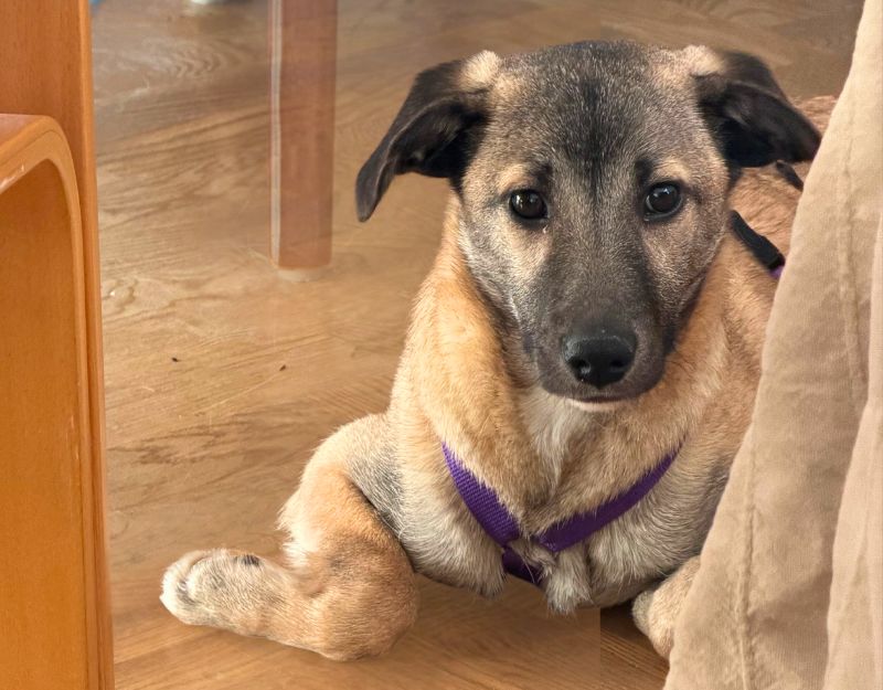 hond adopteren in nederland