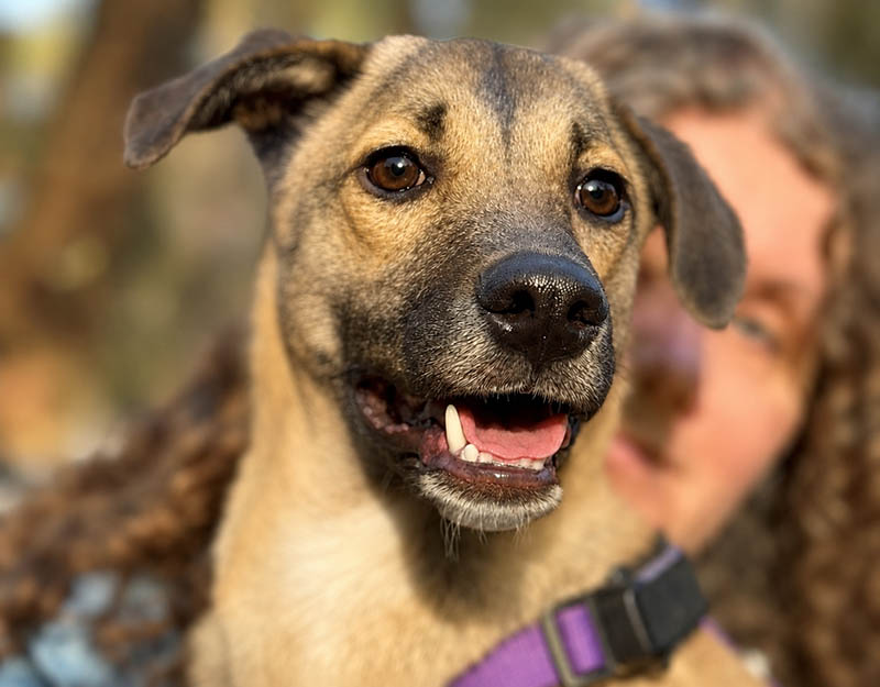 adoptie hond nederland