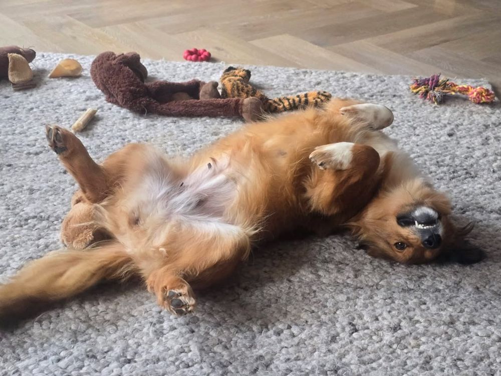 jonge hond adopteren nederland