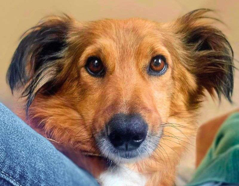 jonge hond in Nederland