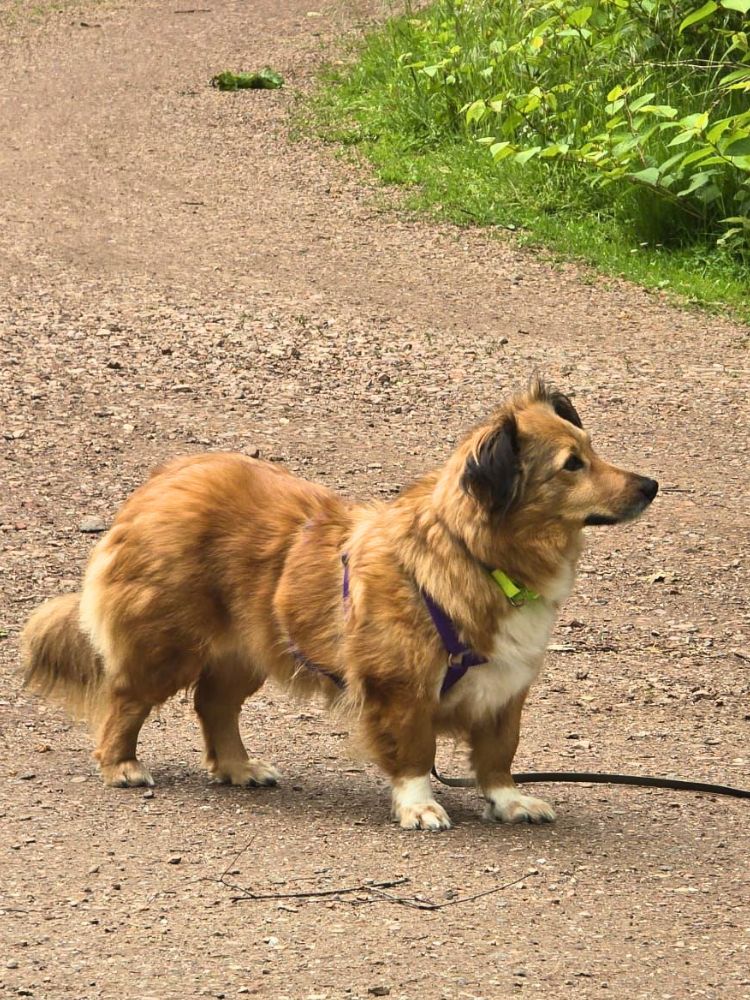 kleine hond adopteren