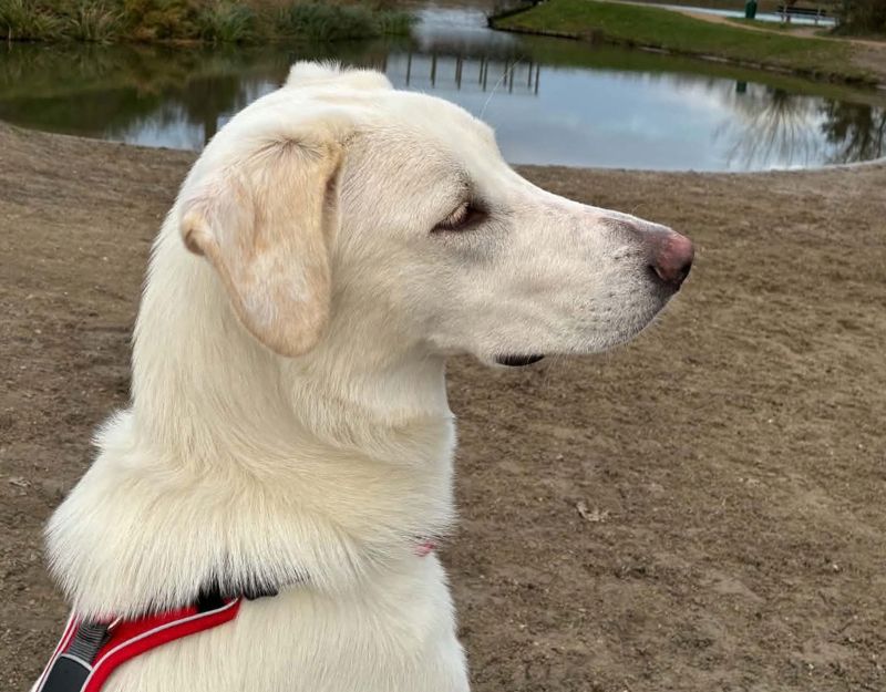 grote hond adopteren