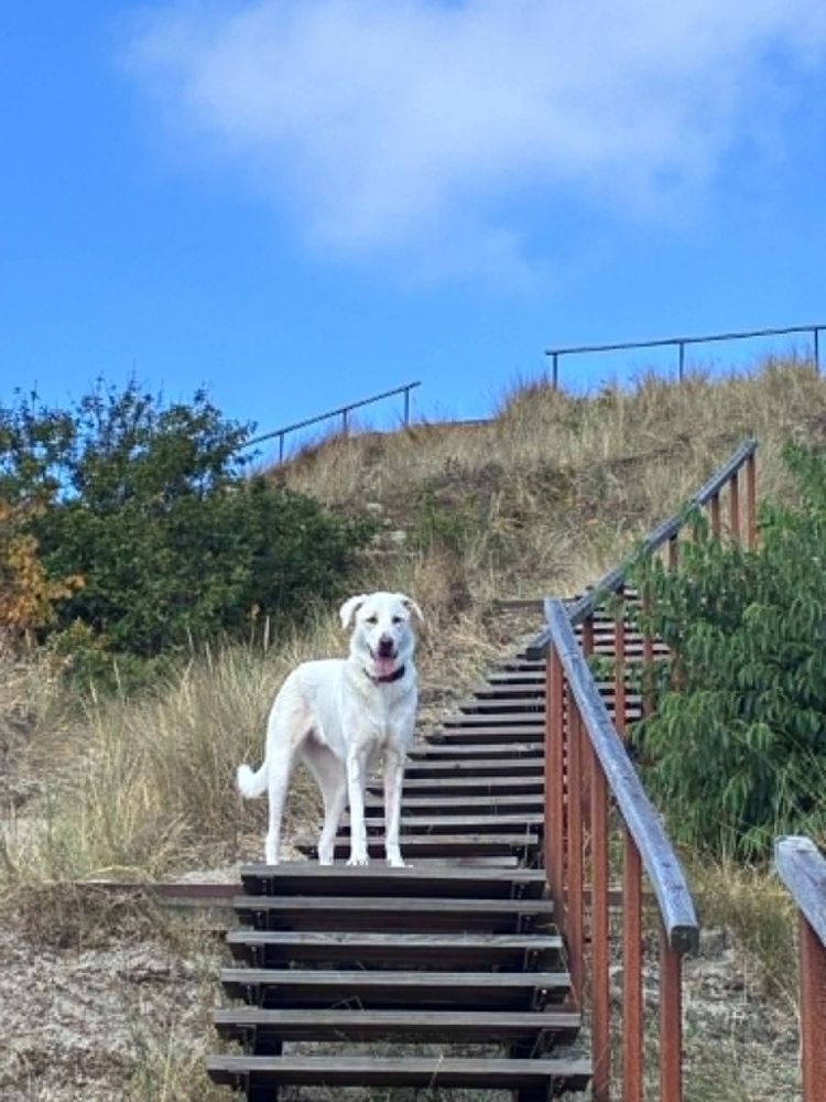 grote hond adopteren