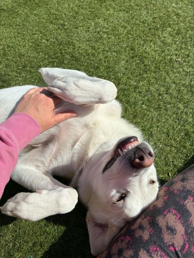 grote-hond adopteren