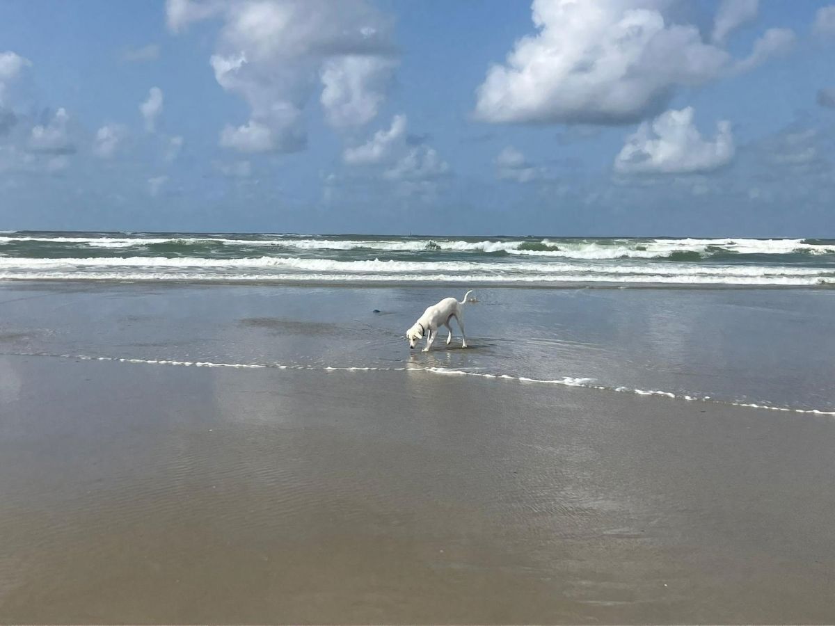 grote hond adopteren