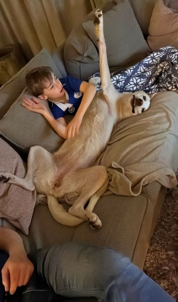 grote hond adopteren