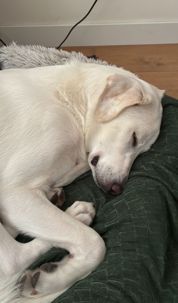 grote hond adopteren