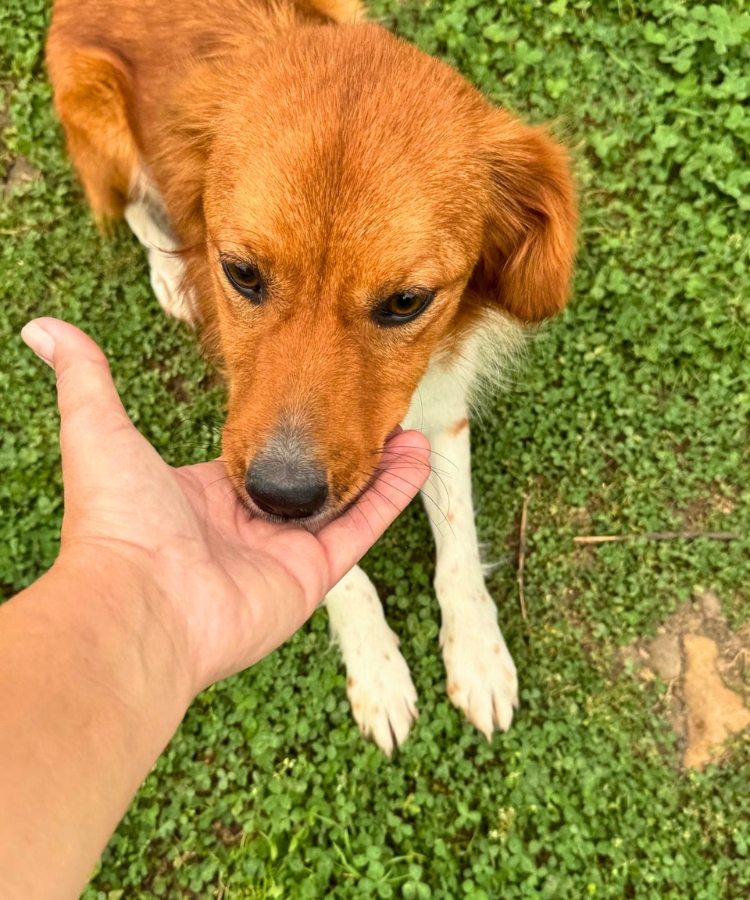 jonge hond adopteren