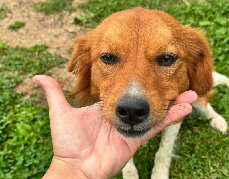 jonge hond adopteren
