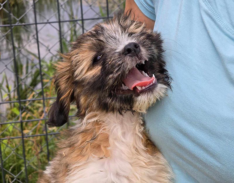 puppy uit roemenië adopteren