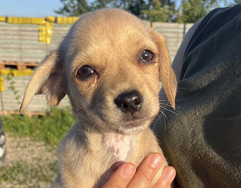puppy asiel ter adoptie