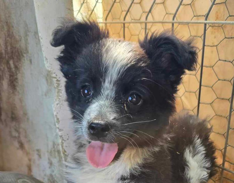 puppie adopteren