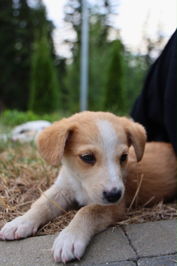 puppy adopteren