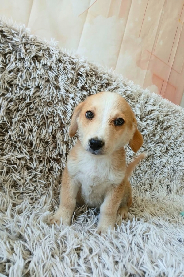 asiel puppy adopteren