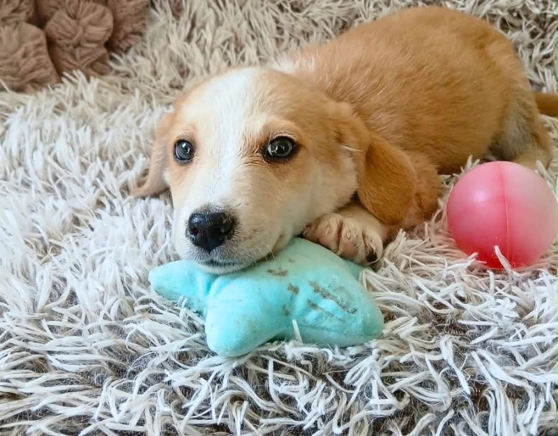 jonge pup adopteren