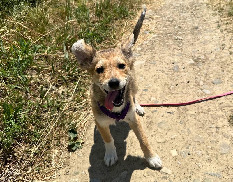 puppie uit roemenië adopteren