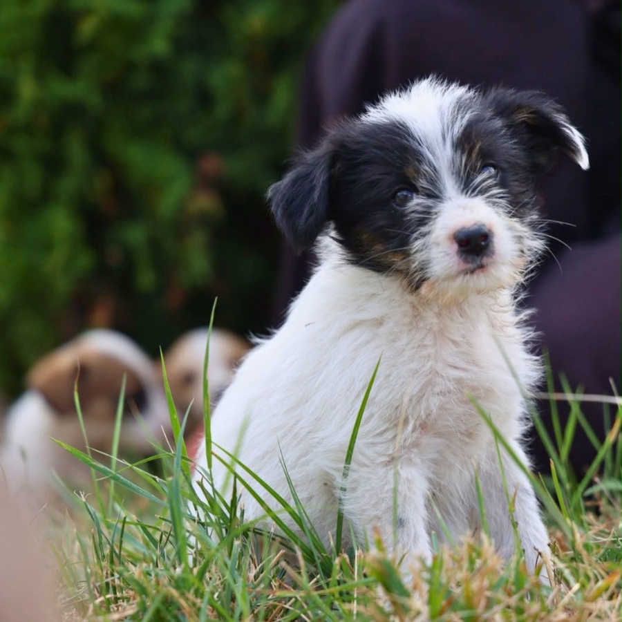 asiel puppy adopteren