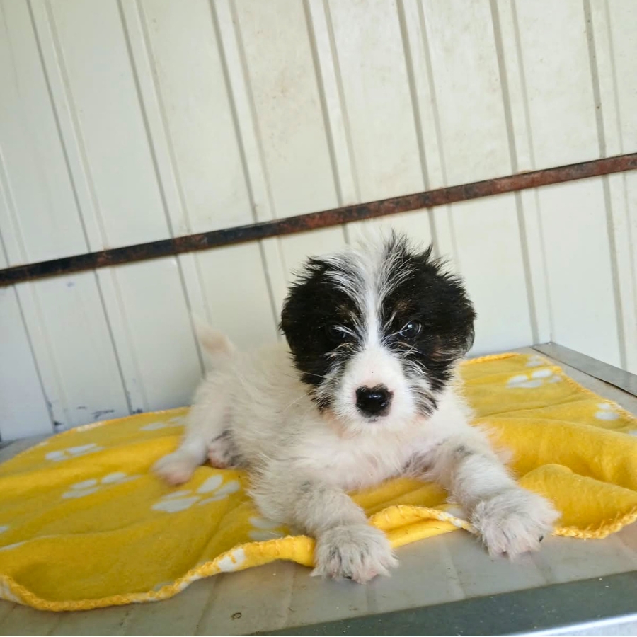 puppy adopteren