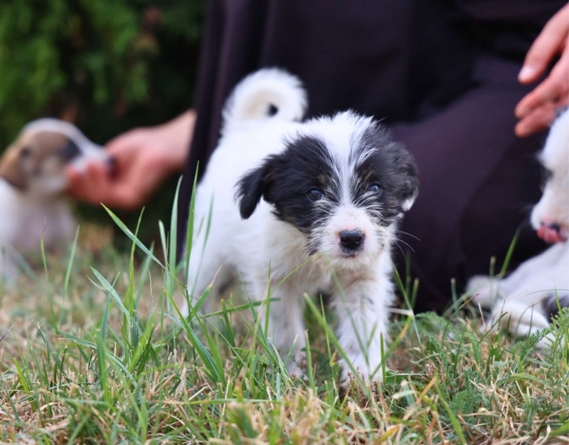 jonge pup adopteren