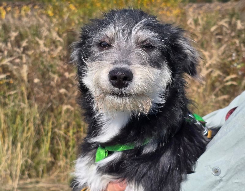 jonge pup adopteren