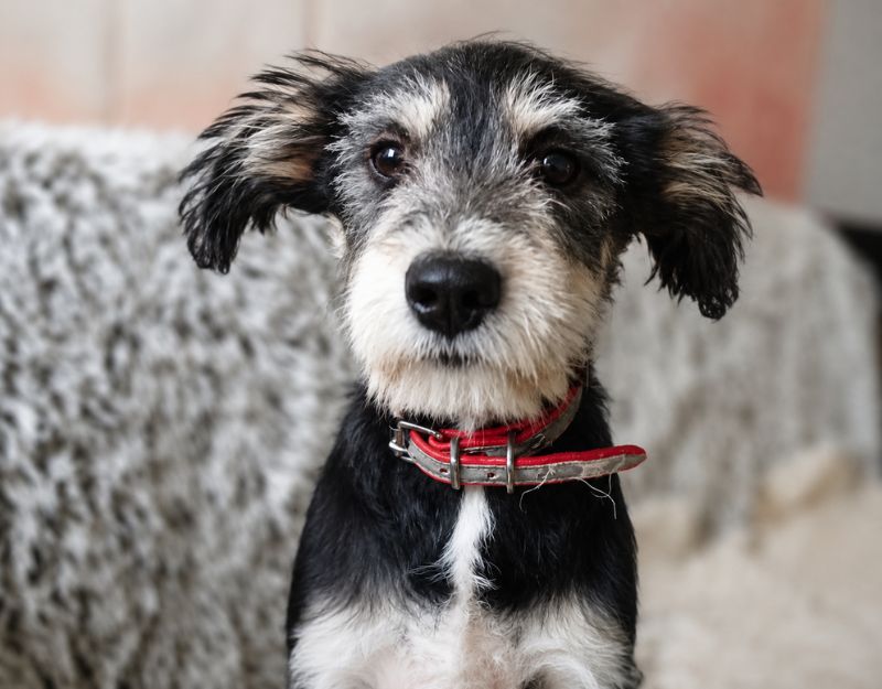 jonge pup adopteren