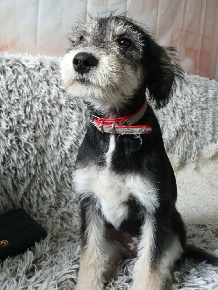 asiel puppy adopteren