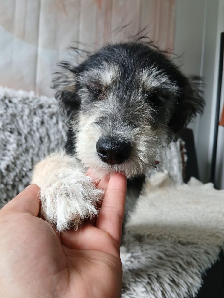 puppy adopteren