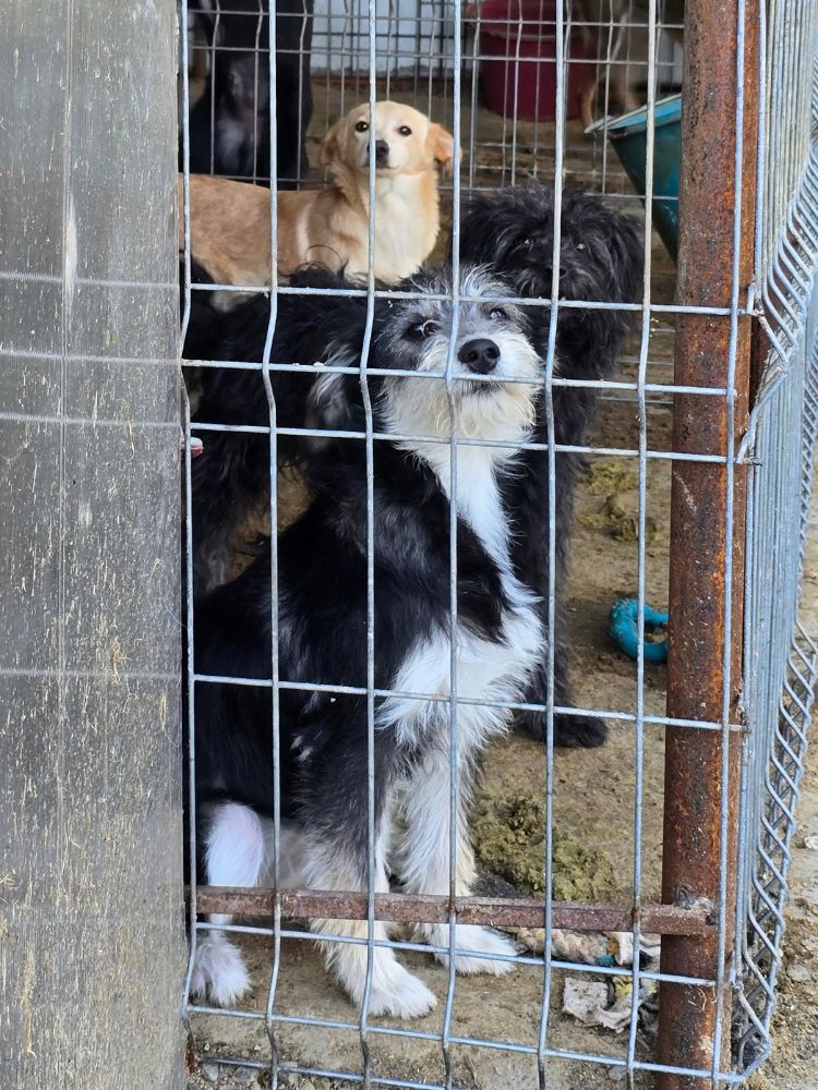 puppy adopteren
