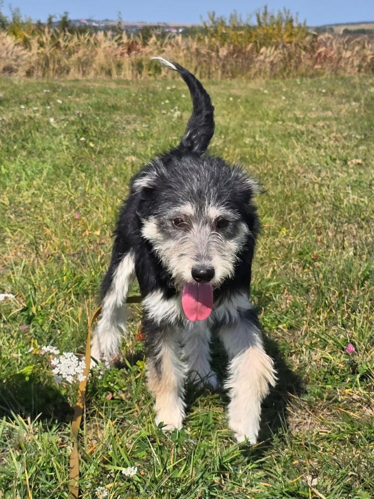 asiel puppy adopteren