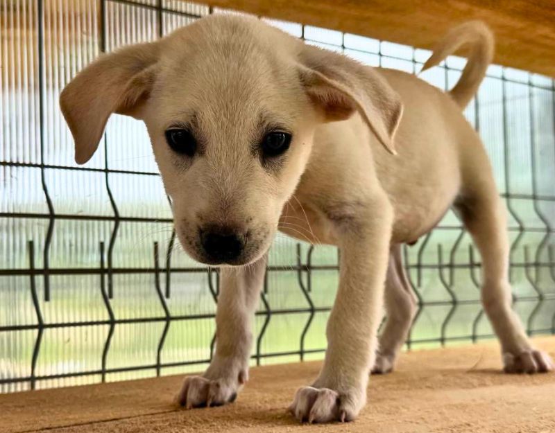 jonge pup adopteren