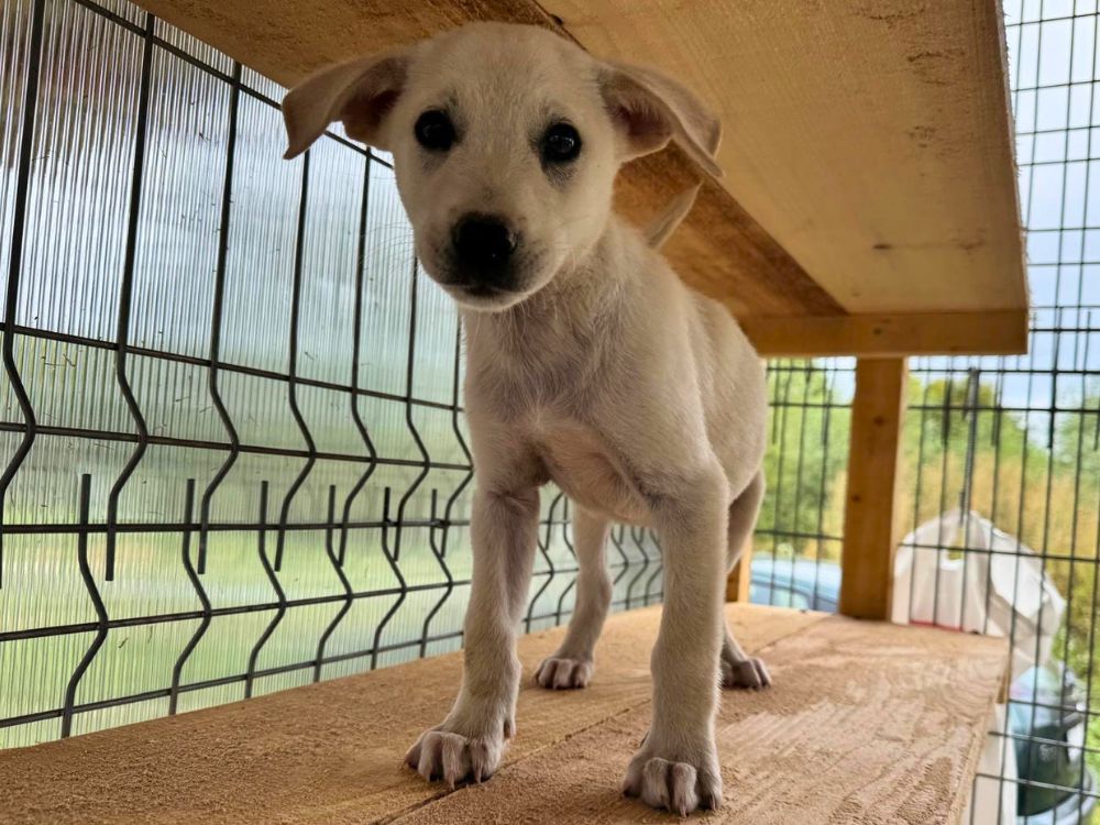puppy adopteren
