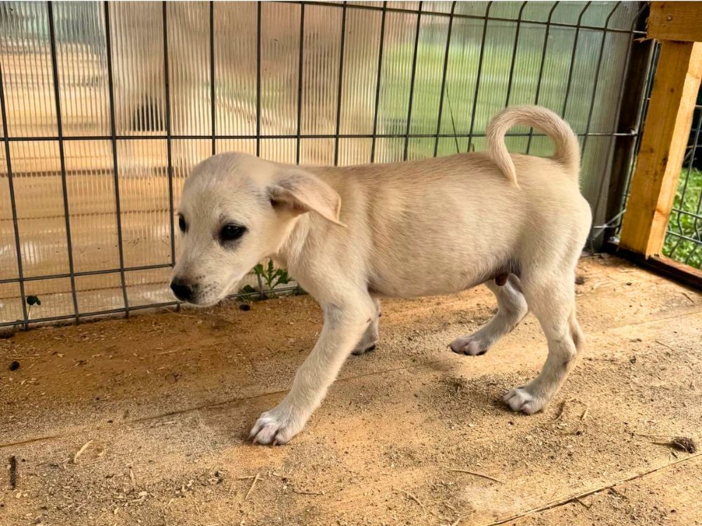 asiel puppy adopteren