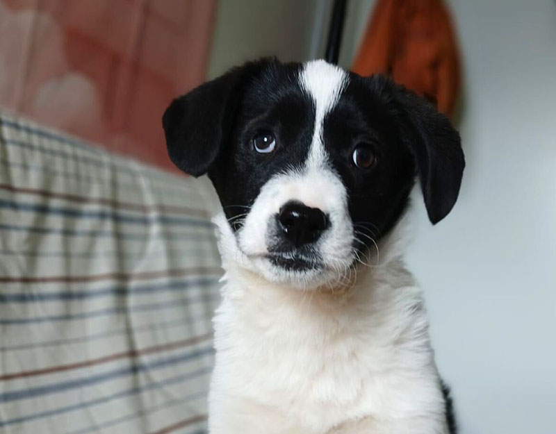 puppy kopen, liever adopteren