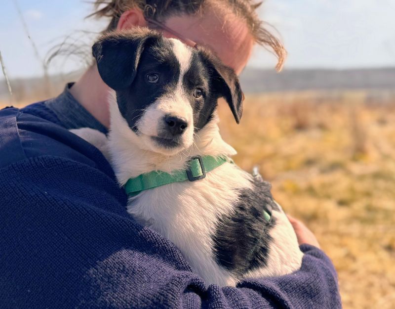 puppy kopen, liever adopteren