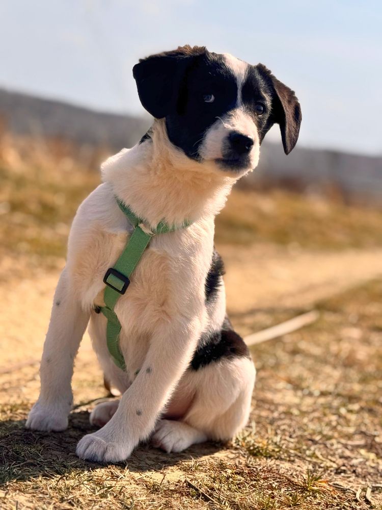 puppy kopen, liever adopteren