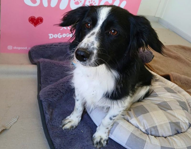 jonge hond adopteren