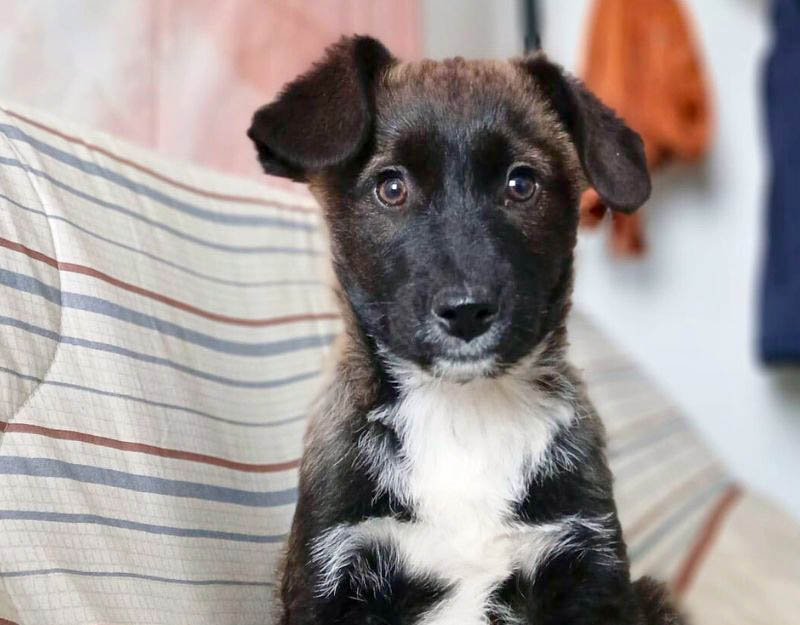 pup uit het buitenland