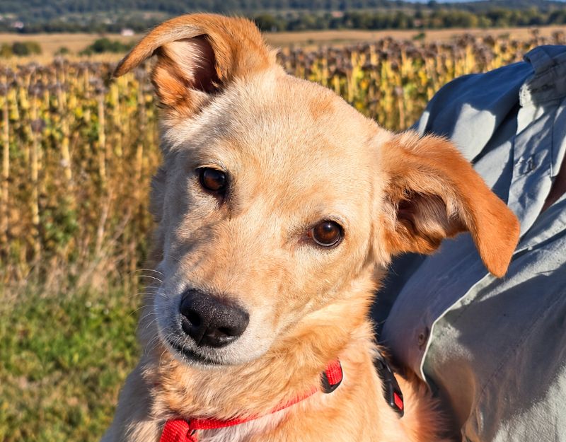 jonge pup adopteren