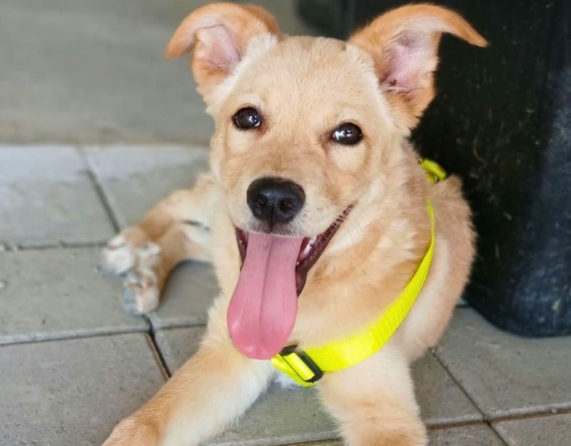 jonge pup adopteren