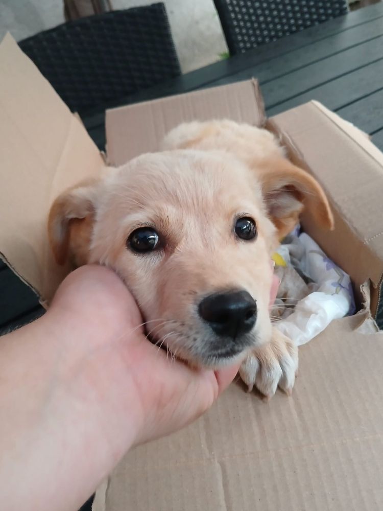 puppy adopteren